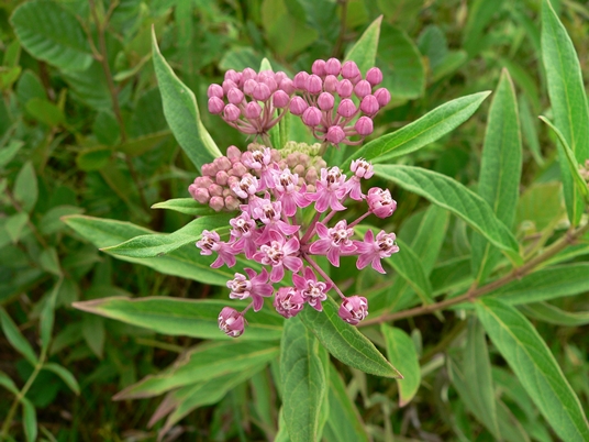 {Asclepias incarnata}